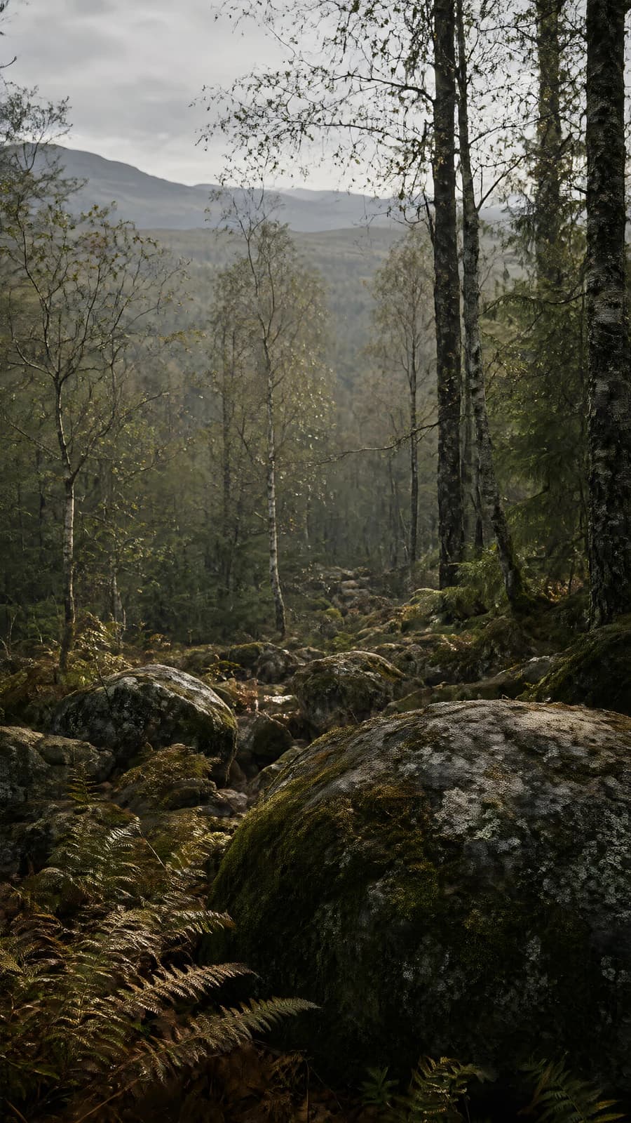 Misty Forest Rocks