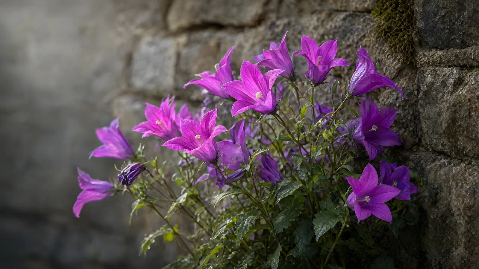 Purple Bell Flowers by a Stone Wall