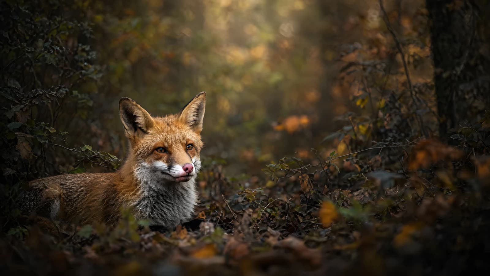 Red Fox in Autumn Forest
